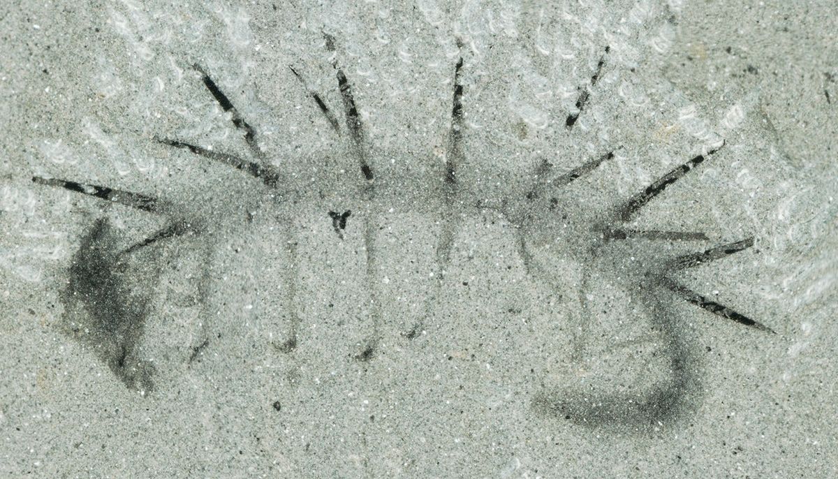 fossil of The fossil of the bizarre-looking worm &lt;em&gt;Hallucigenia sparsa&lt;/em&gt;.