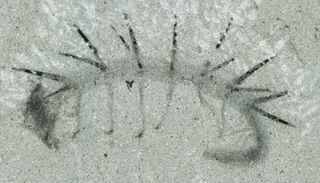 fossil of The fossil of the bizarre-looking worm <em>Hallucigenia sparsa</em>.