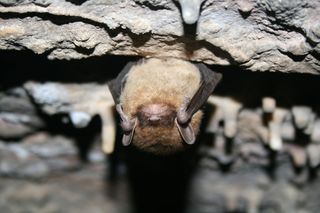 Little Brown Bat arizona bats