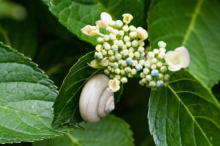 A snail climbing up on a leaf