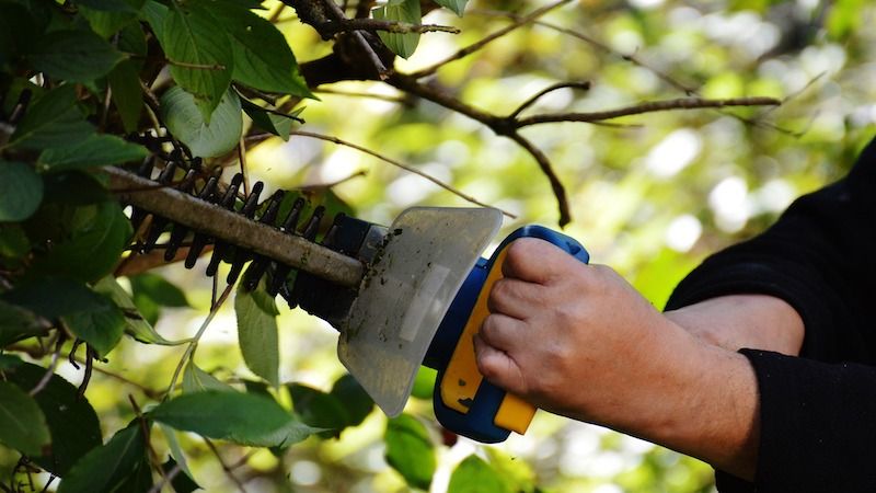 man trimming bushes with hedge trimmer