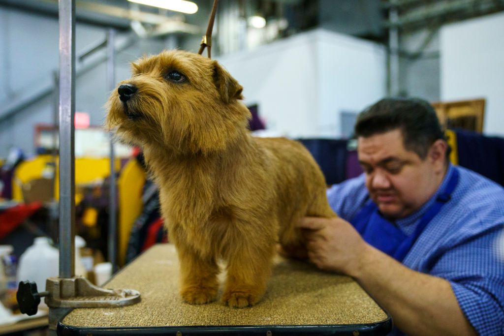 Dog is groomed at the Westminster Kennel Club Dog Show.