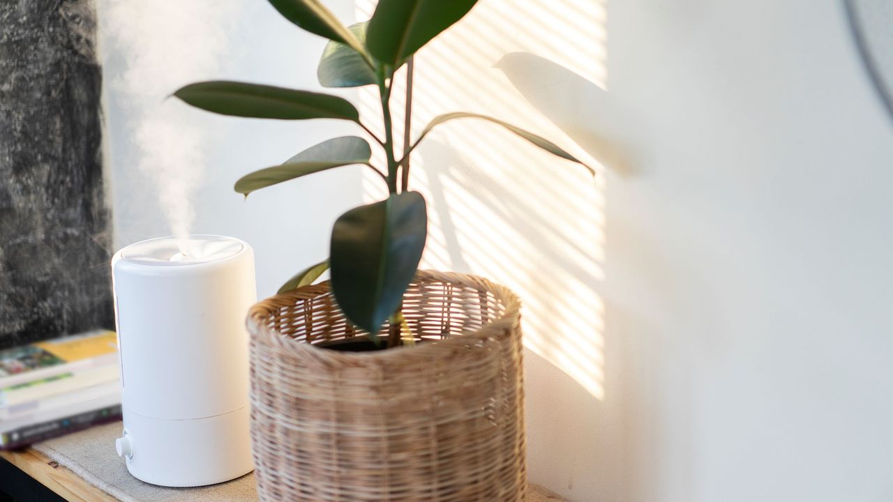 Plant next to a humidifier on the table