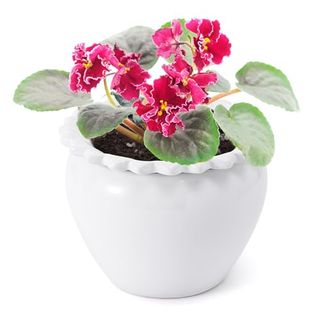 Lovely Ran African Violet Flower Pot Ceramic Self Watering Flower Pot 6.5 * 4.6 * 4 Inch Simple Plant Self Watering Pot Indoor Flowers High Absorption Herbaceous Flower Pots Modern Decor Pots