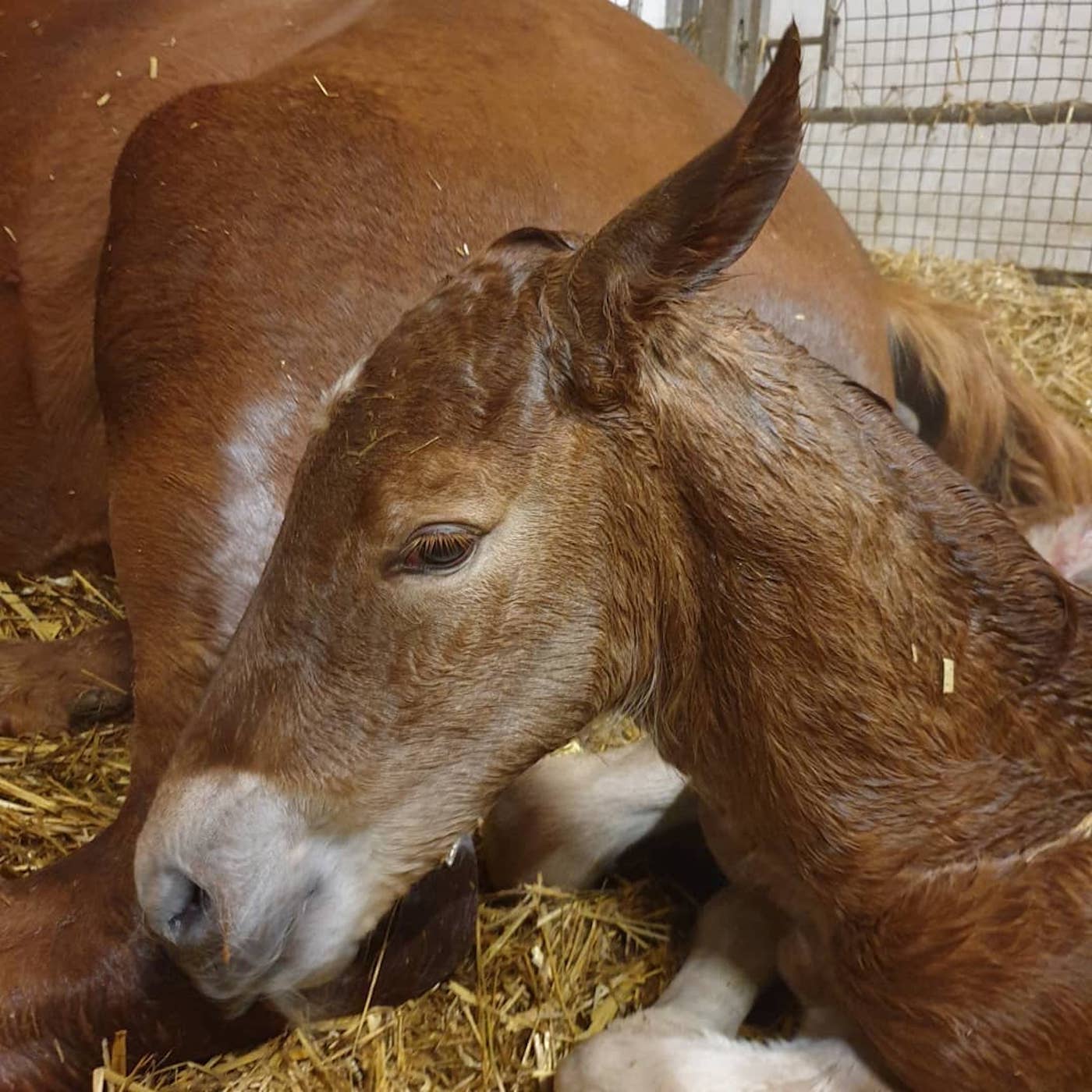 Suffolk filly