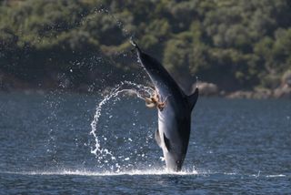 A bottlenose dolphin with an octopus on its belly.