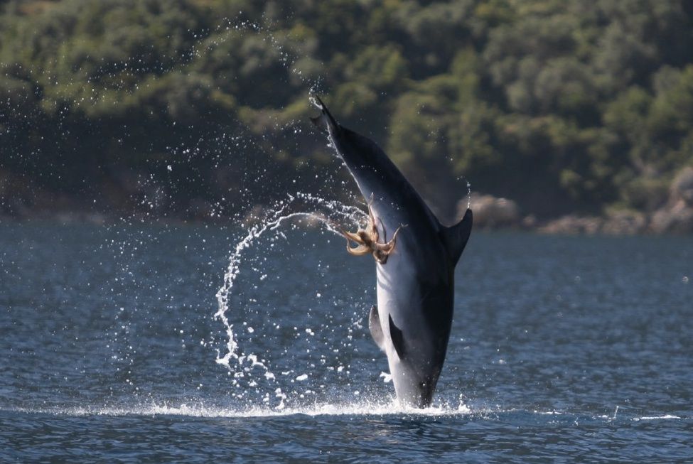 A bottlenose dolphin with an octopus on its belly.