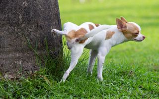 Dog pees on tree