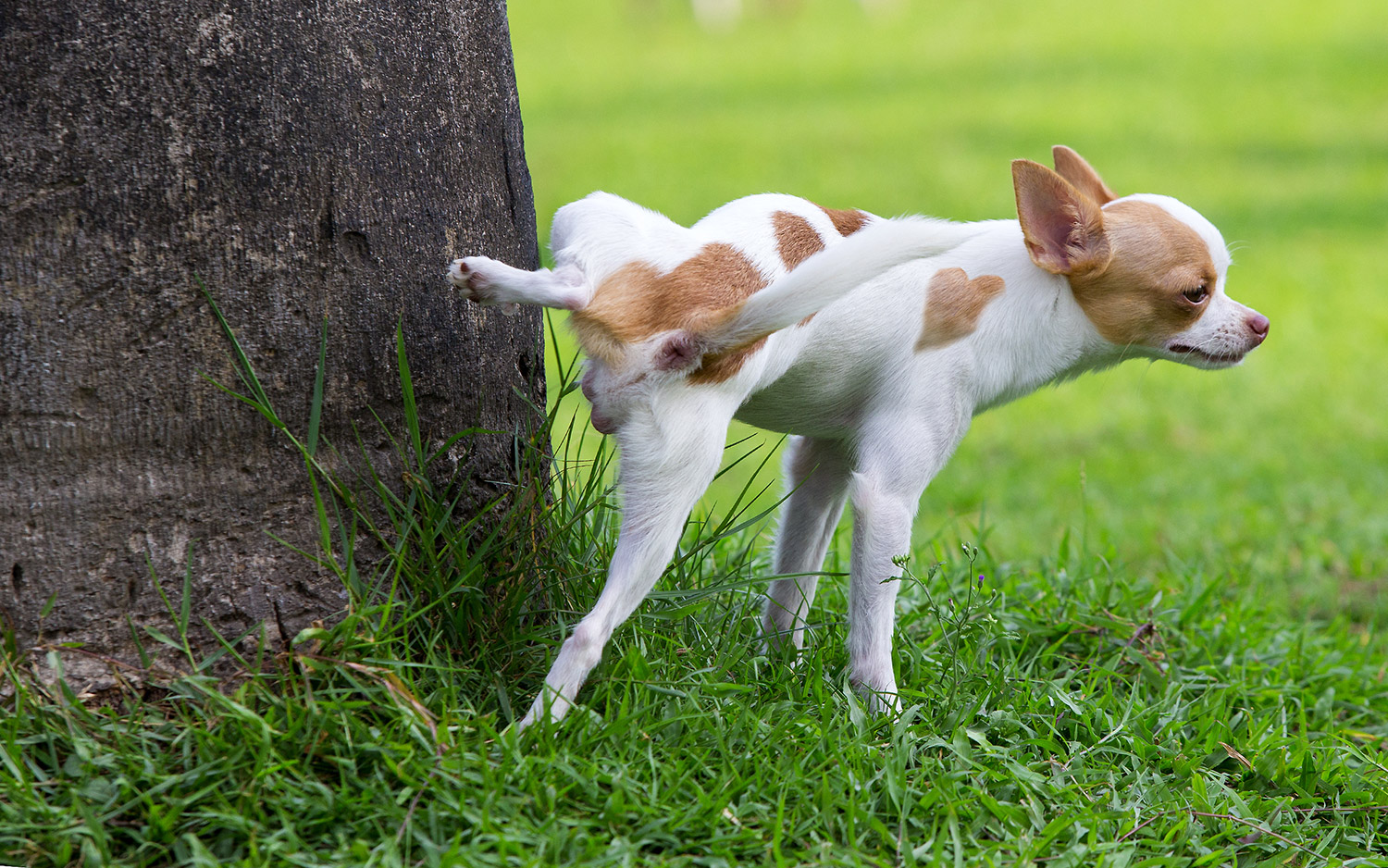 Why do dogs kick back grass after pooping