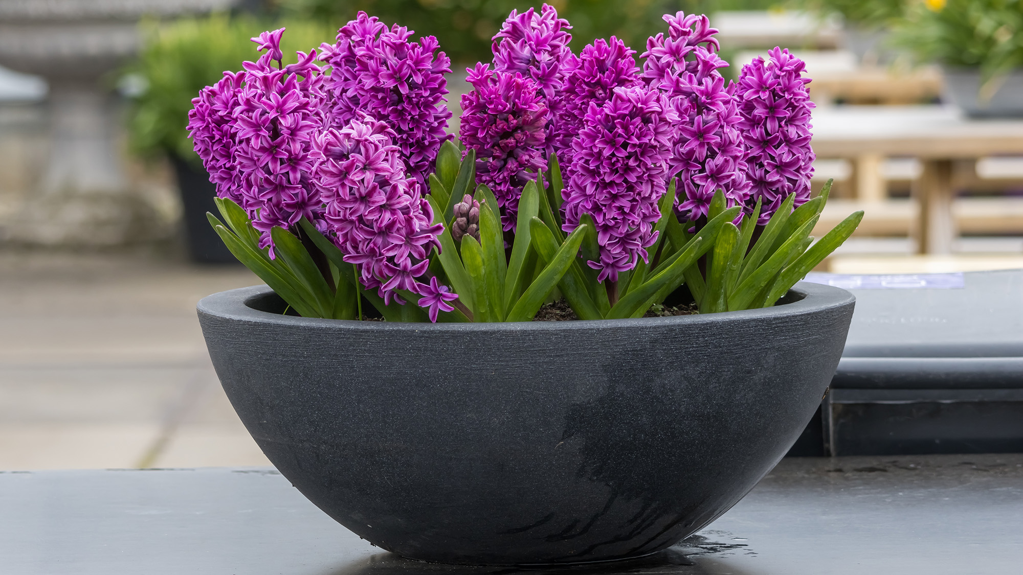 Hyacinths in contemporary pot
