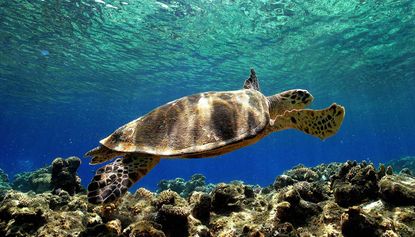A sea turtle has been found swimming with £41m worth of cocaine