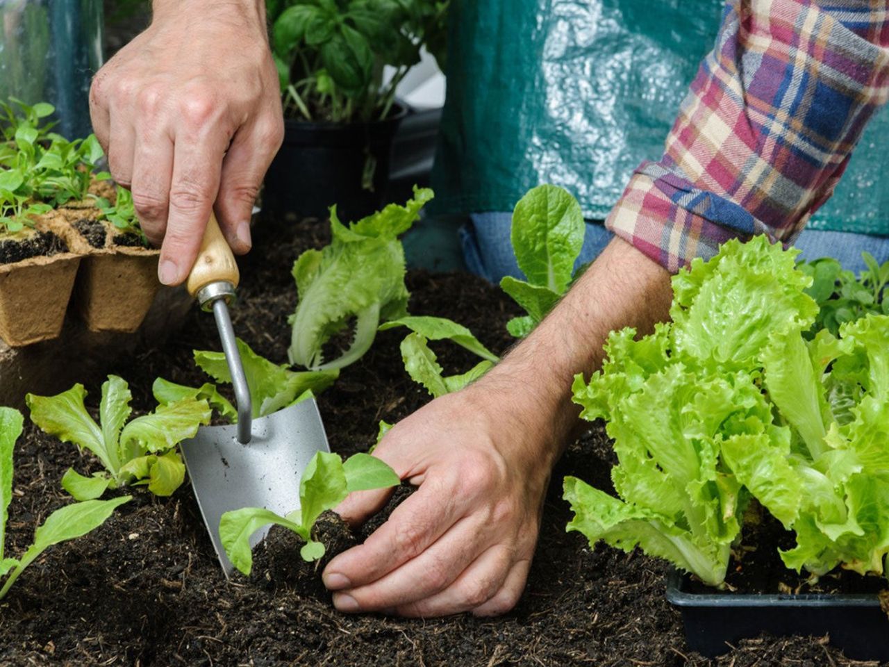 How And When To Transplant Seedlings To Garden | Gardening Know How