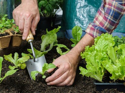 Gardener Transplanting Seedlings Into The Garden