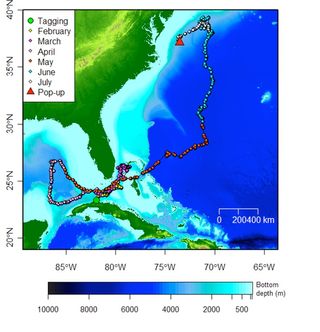 The five-month journey of a rare longfin mako shark.