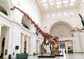 Máximo is a titanosaur called <em>Patagotitan mayorum</em>, the largest dinosaur ever discovered.