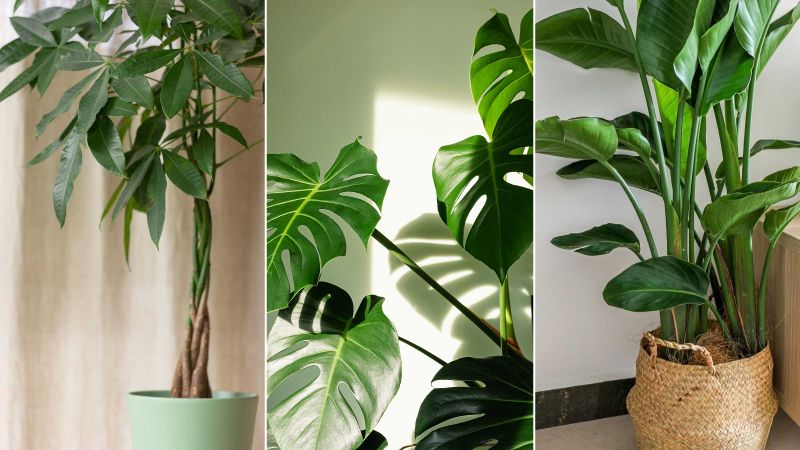 The most valuable houseplants revealed | Real Homes