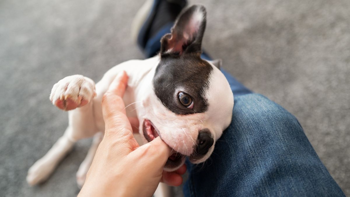 Puppy teething timeline: A vet's guide to what to expect and how to