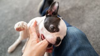 Boston Terrier puppy teething and chewing owners finger