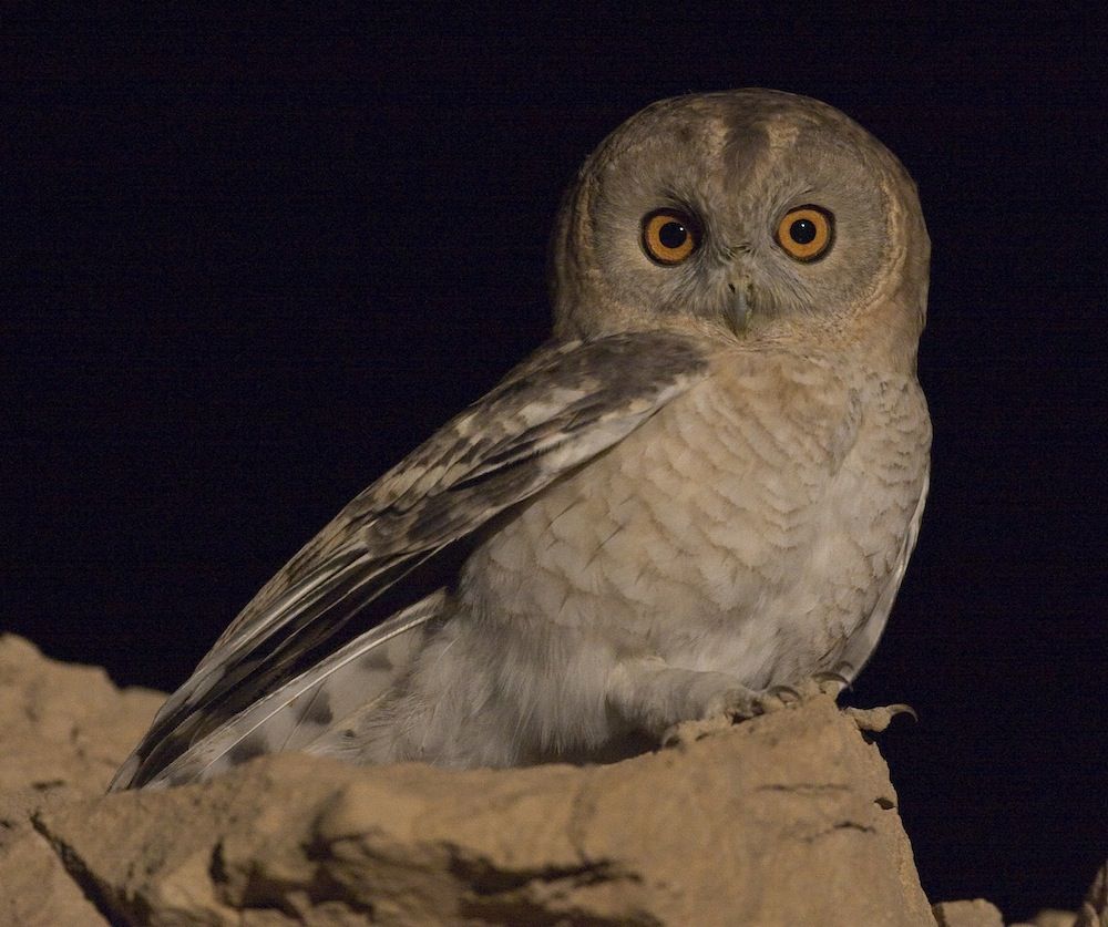 Desert tawny owl