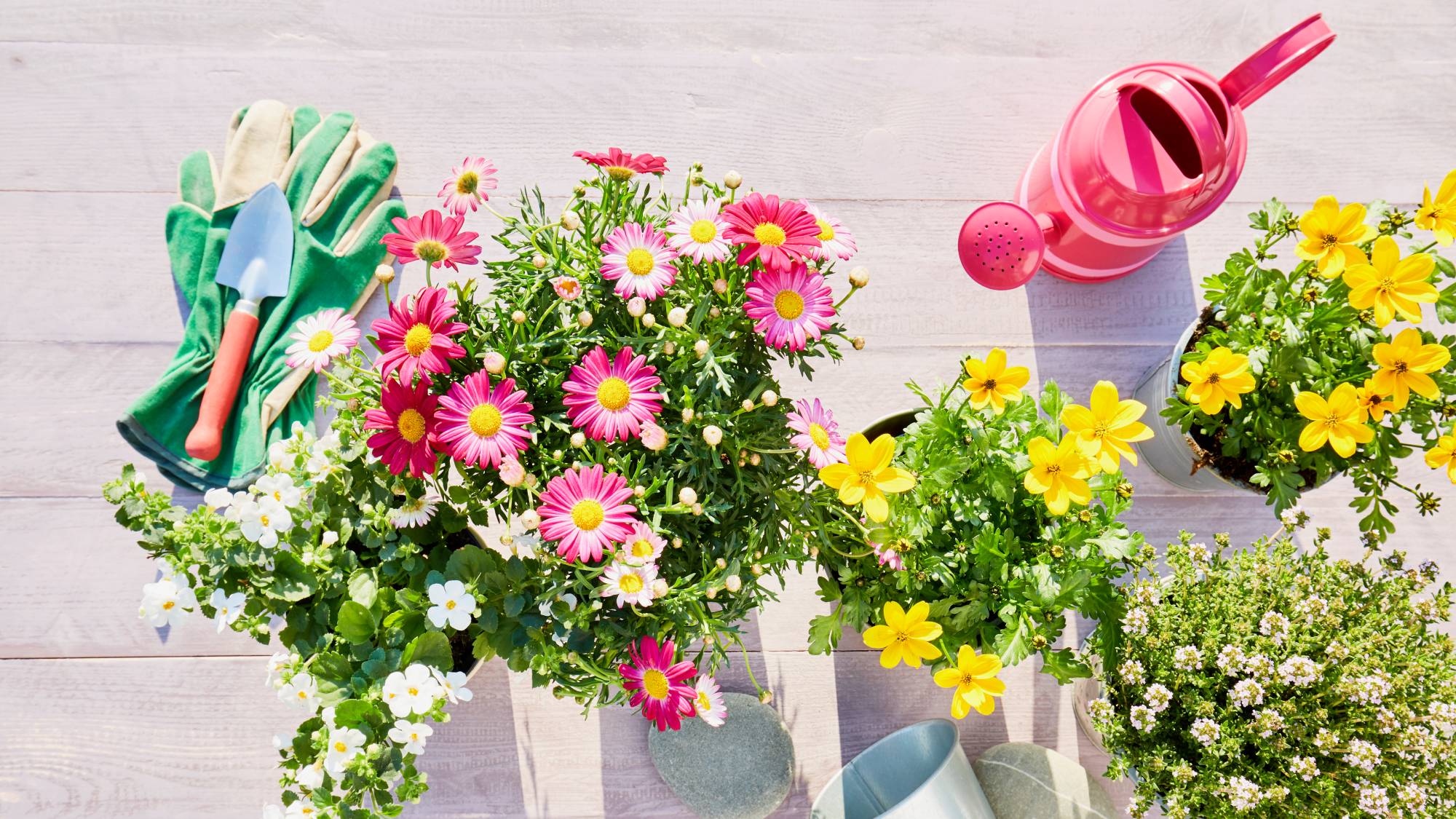 Planting container garden flowers