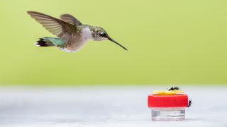 A hummingbird drinking out of a feeder with ants