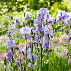 Light purple irises with white and light pink allium