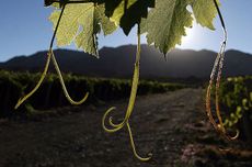 Argentinean winemakers