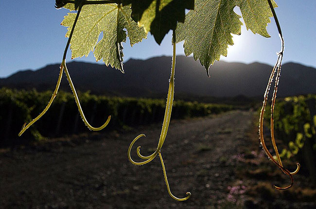 Argentinean winemakers