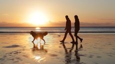 Two people walking their dog on the beach at sunset