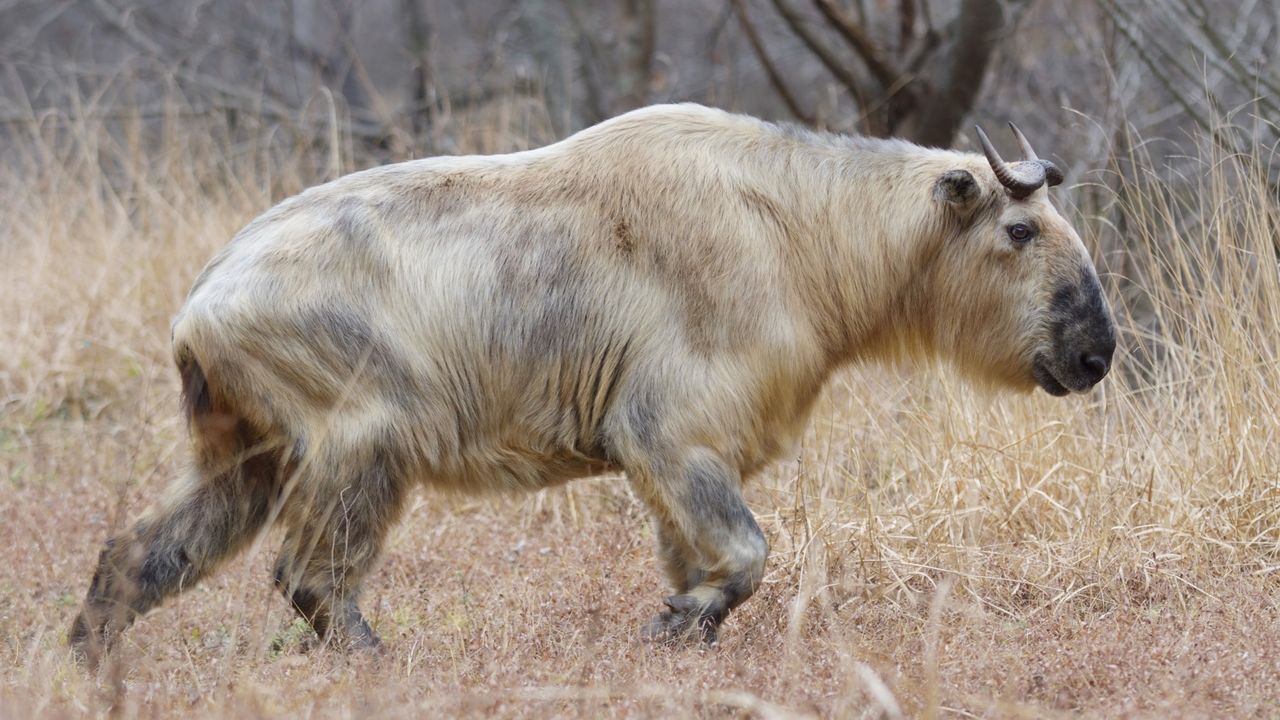 A golden Takin in Tangjiahe National Park, China.