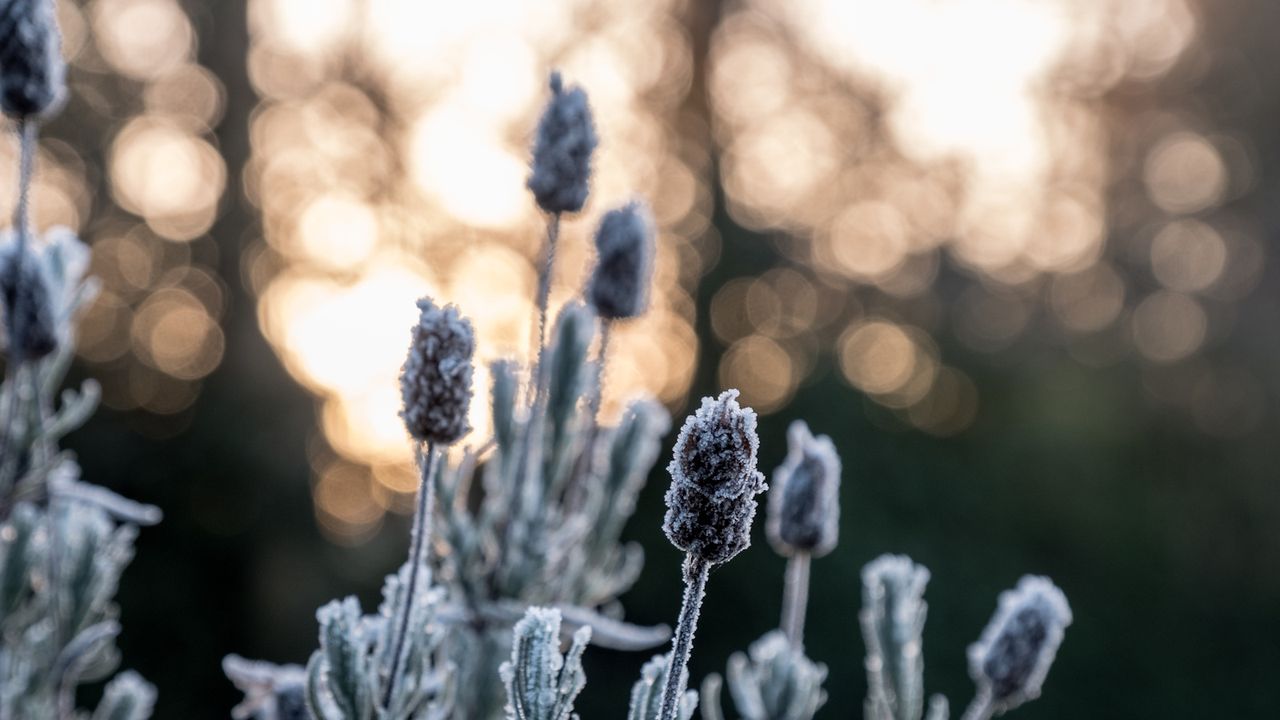 Lavender bush with brown flowers in the winter