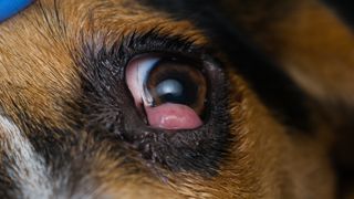 Cherry eye in a dog