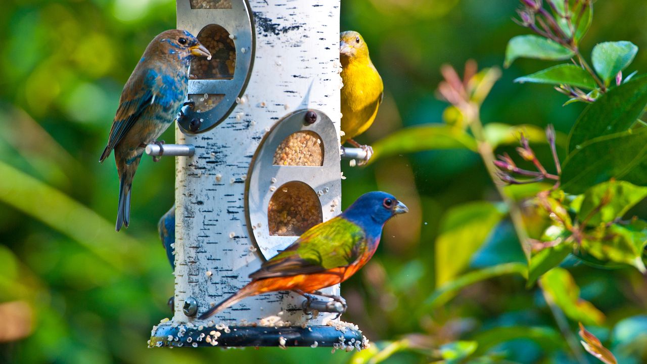 Colorful buntings feeding in garden