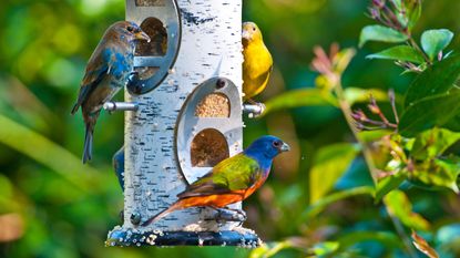 Colorful buntings feeding at garden bird feeder