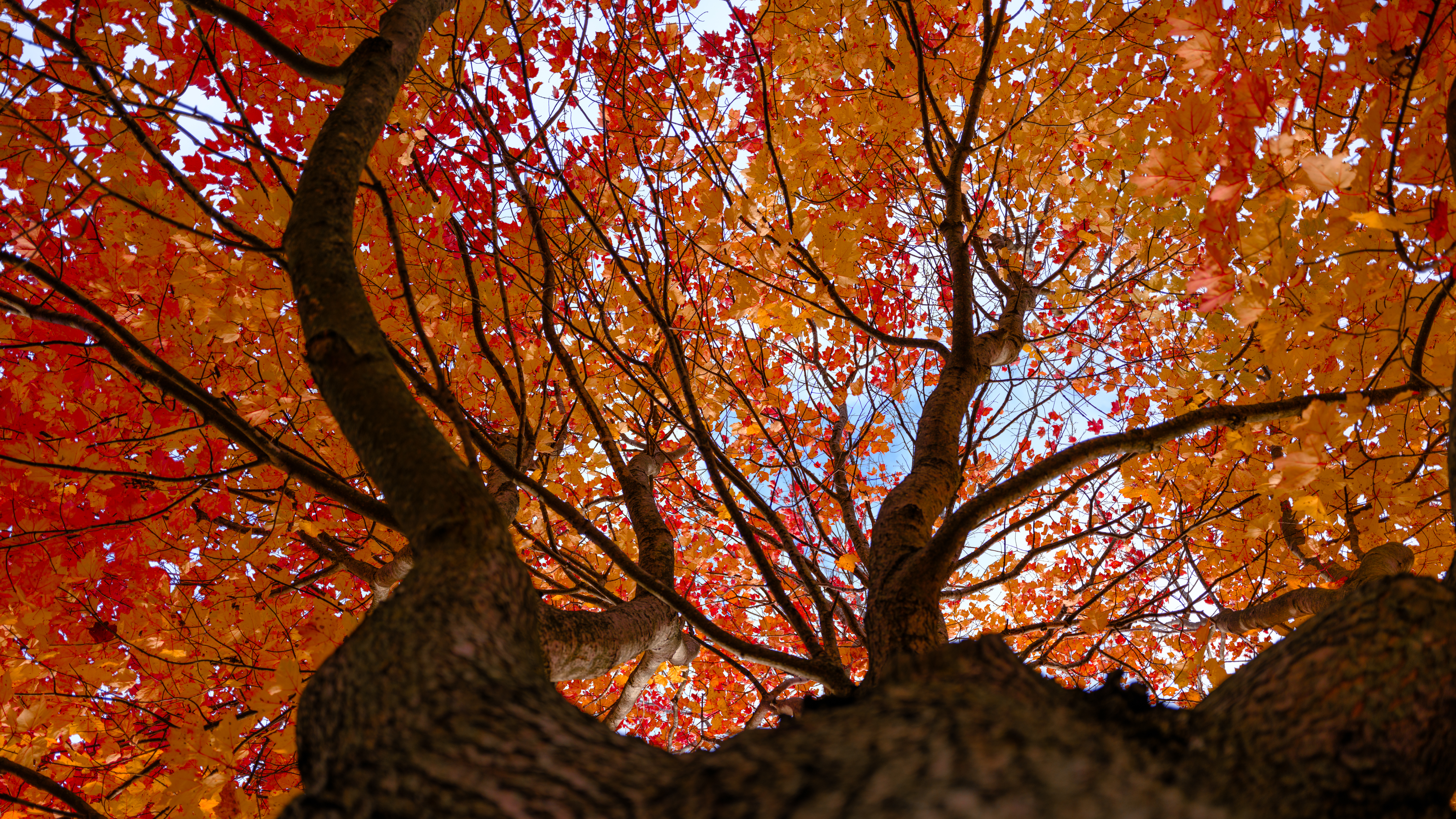 Fall photographs taken with the Fujifilm GFX100RF