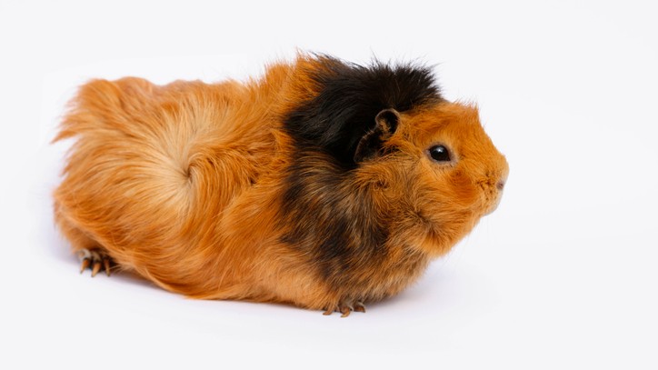 Five popular guinea pig breeds | PetsRadar