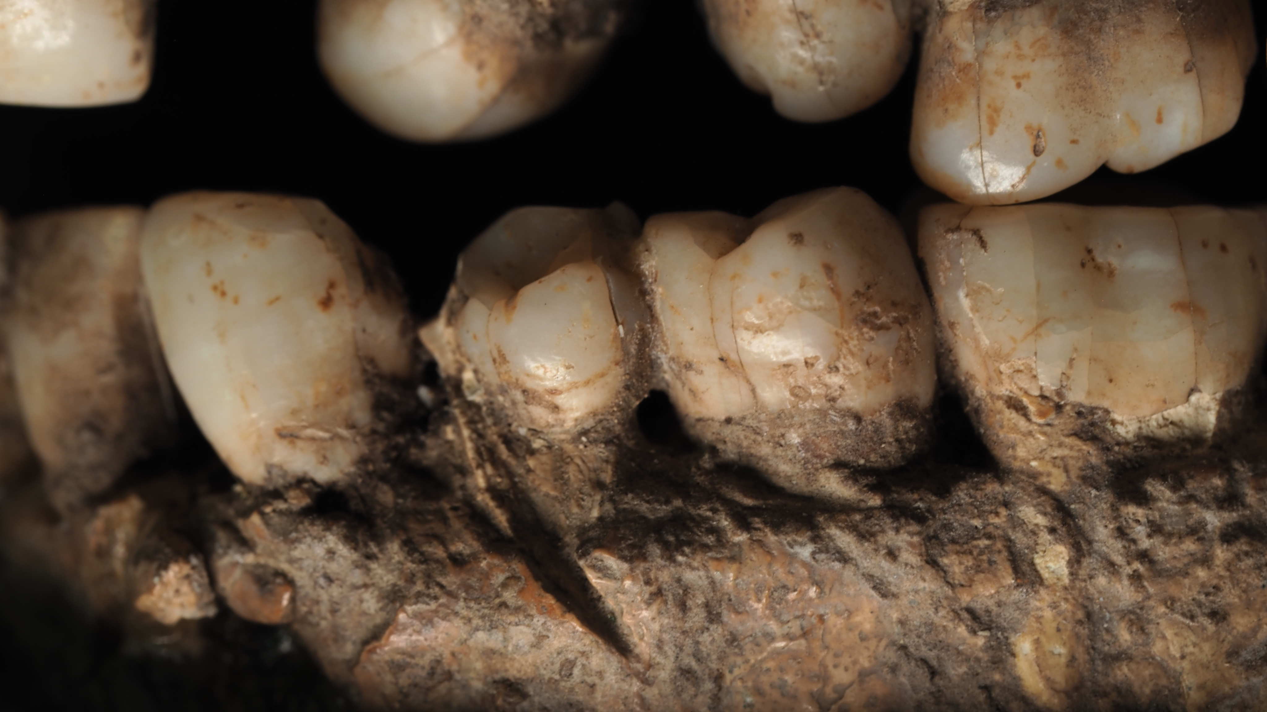 a close-up image of ancient teeth with a cut mark in the mandible bone