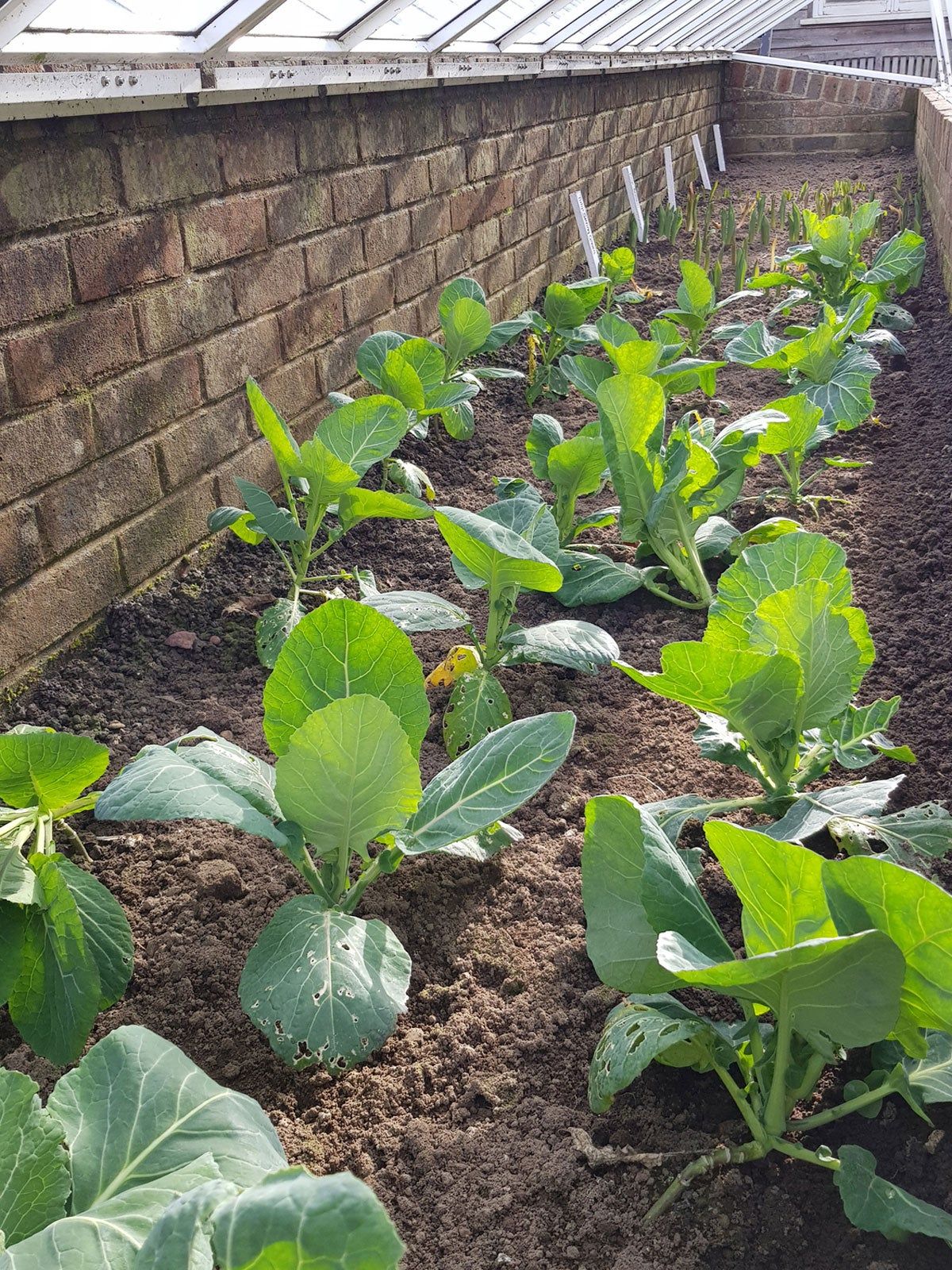 Plants In Cold Frame Garden