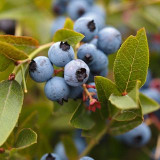 Blueberry bush