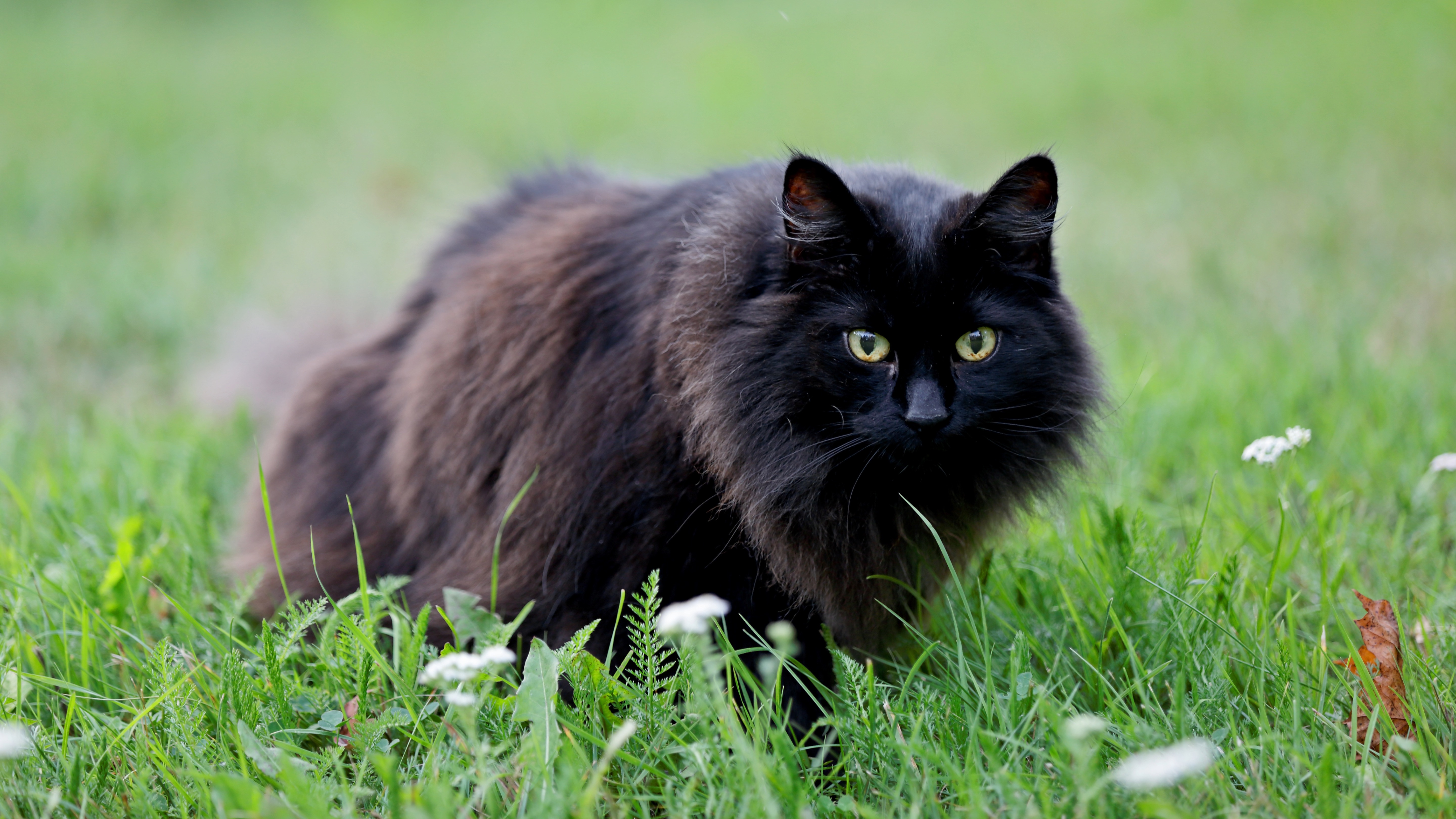 Norwegian forest cat