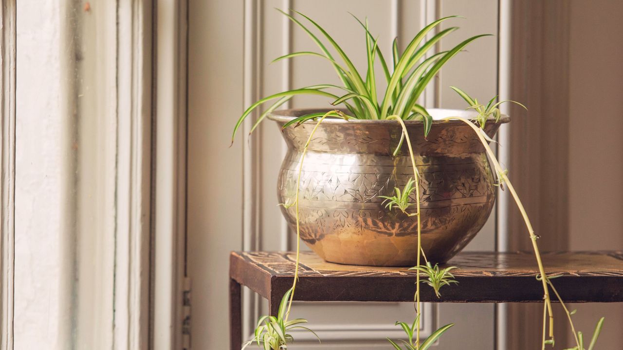 spider plant in brass pot on table