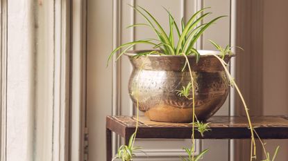 spider plant in brass pot on table crocus