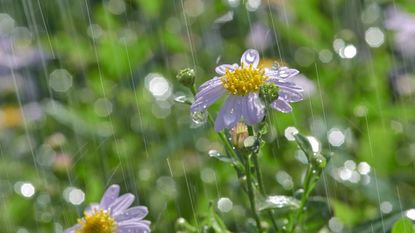 a purple daisy with rain pelting down on it - GettyImages-1351702275