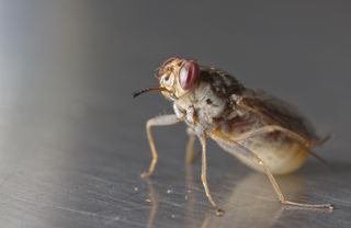 tsetse fly female