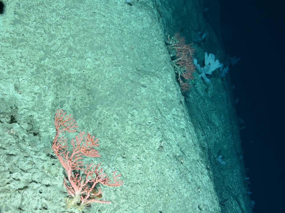 Soft coral, probably Paragorgia arborea, on the edge of Hendrickson Canyon, off the coast of New Jersey.