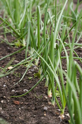 Garlic growing in soil