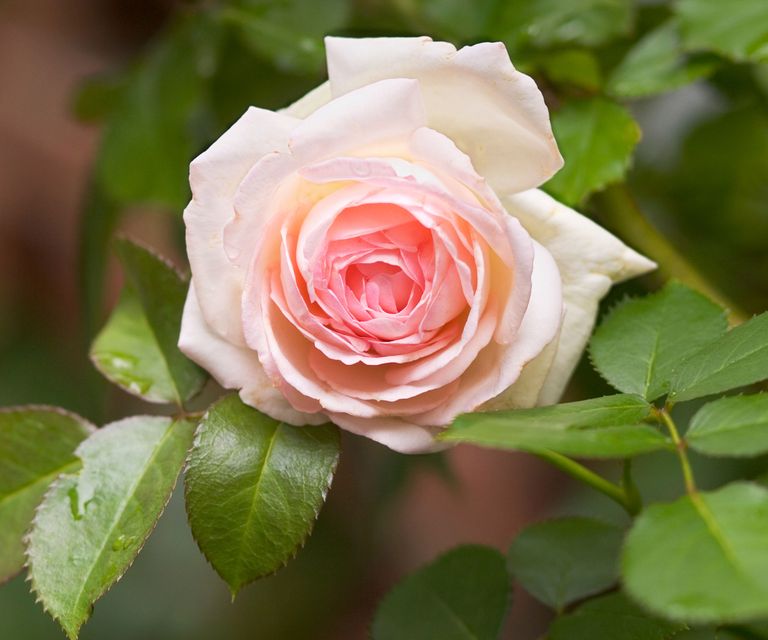 Rose diseases: expert tips on how to spot and combat them | Homes and ...