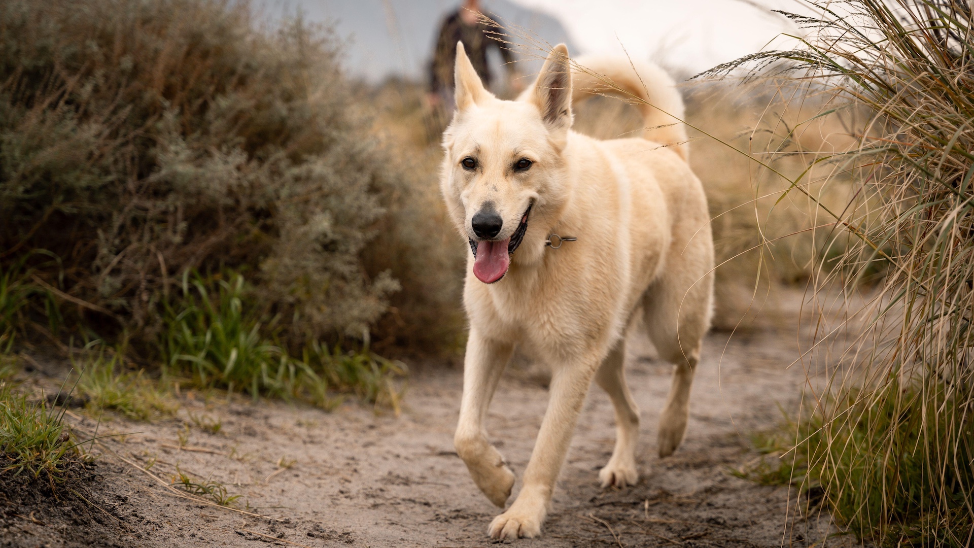 Korean jindo dog on walk