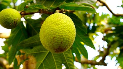 breadfruit hanging from tree 