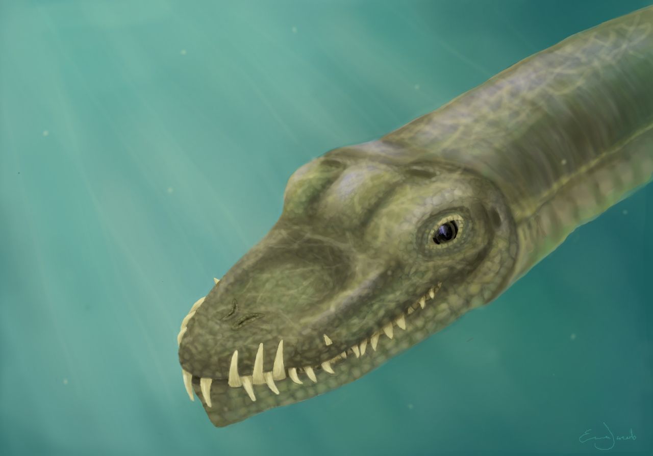 This illustration shows the crocodile-like snout of Tanystropheus hydroides.